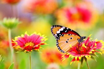 Blüten im Garten dienen Schmetterling und Biene als willkommende Nahrung