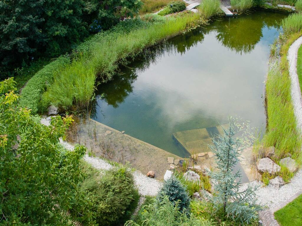 Naturpool-Sanierung Projekt Berghammer - vorher Algenwuchs