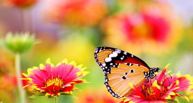 Blüten im Garten dienen Schmetterling und Biene als willkommende Nahrung